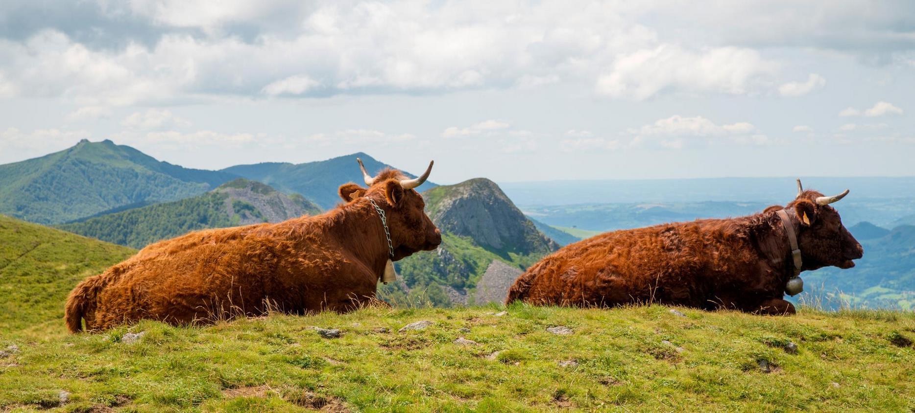 Cows in the summer pasture in the Natural Park of the Volcanoes of Auvergne