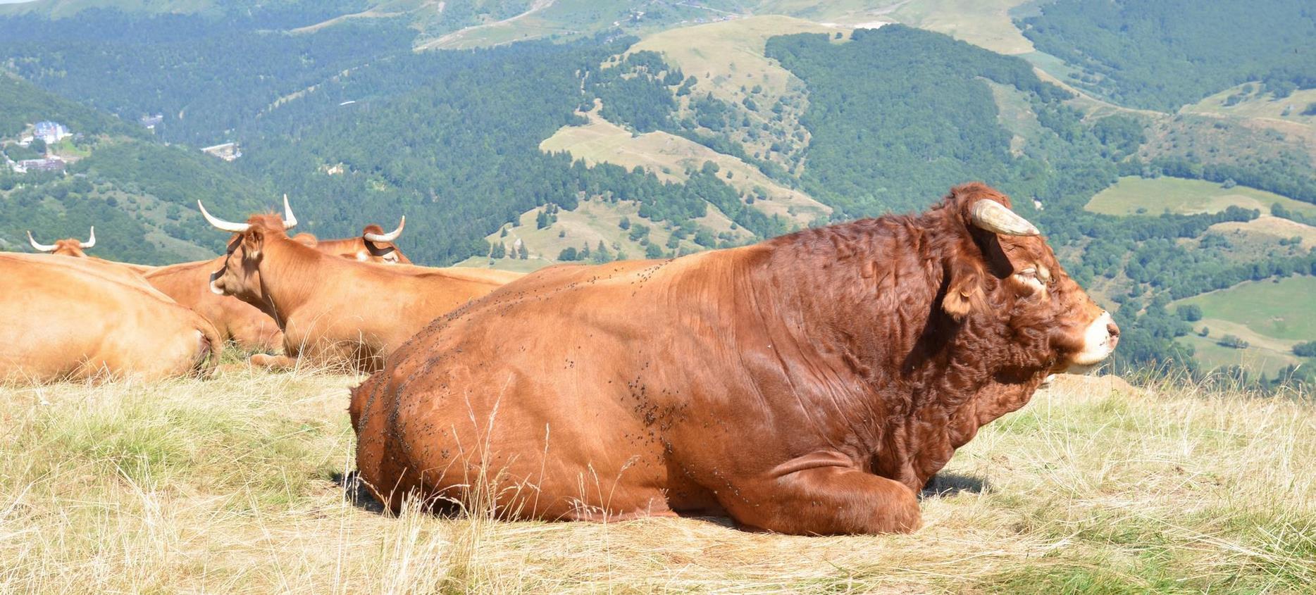 Bull in the mountain pastures in the Parc des Volcans d'Auvergne