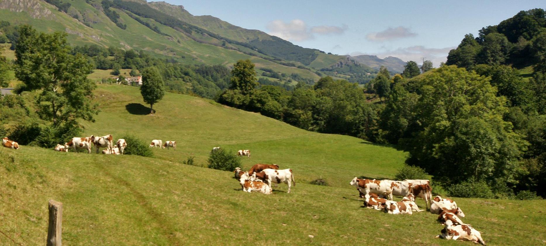 Herd of cows in the mountain pastures