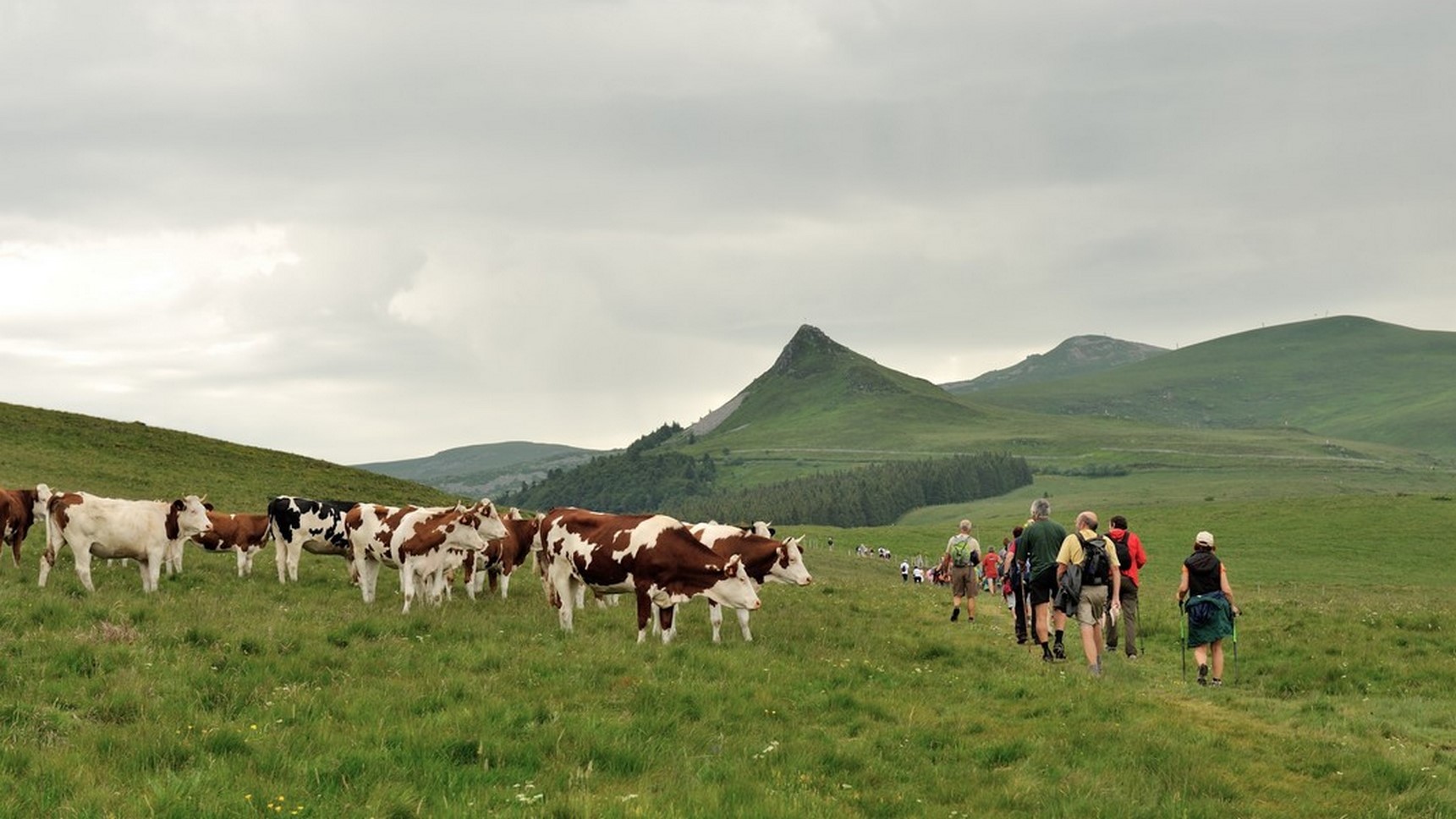Puy de Sancy - meeting between a group of hikers and a herd in the mountain pastures