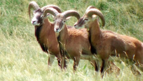 Super Besse - Mouflons in the Sancy Natural Park