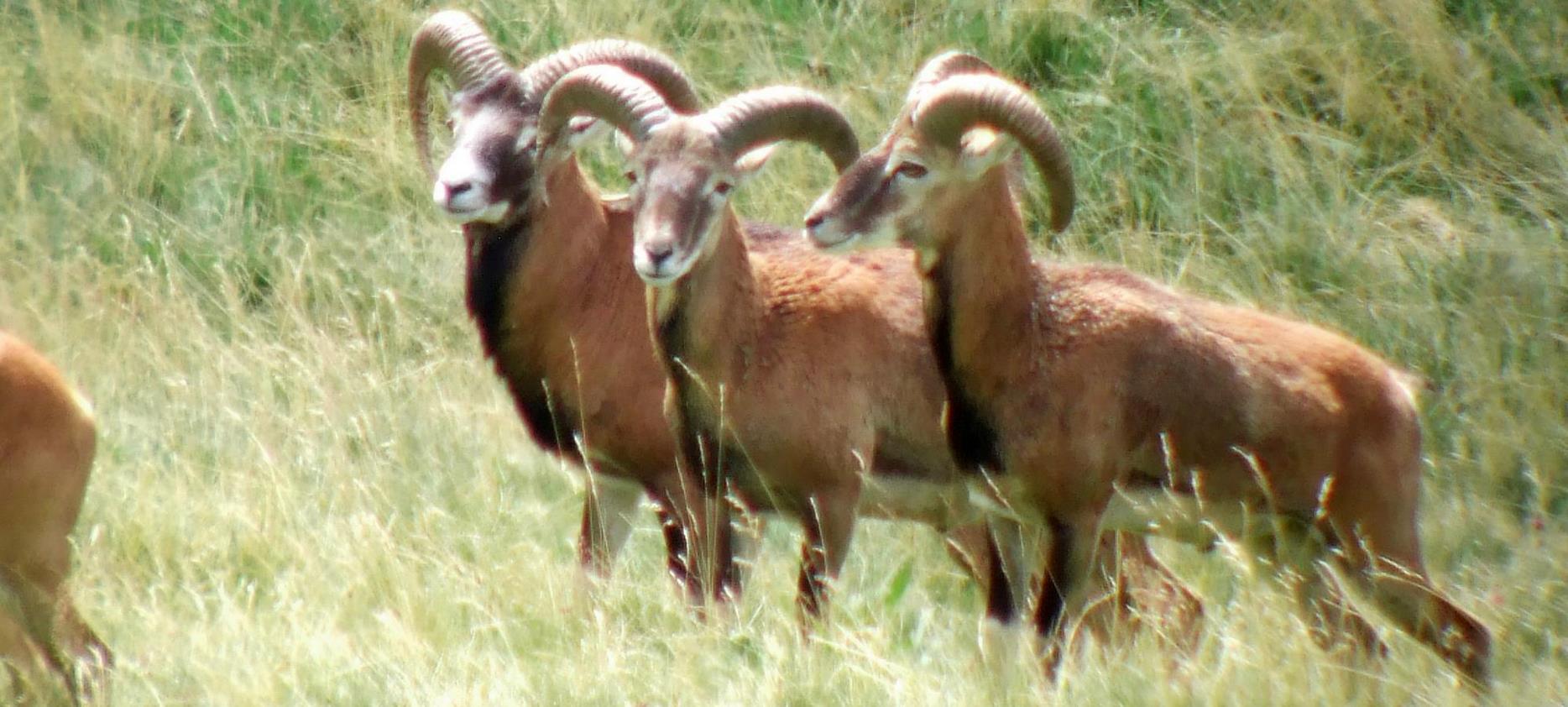 Super Besse - Mouflons in the Sancy Natural Park