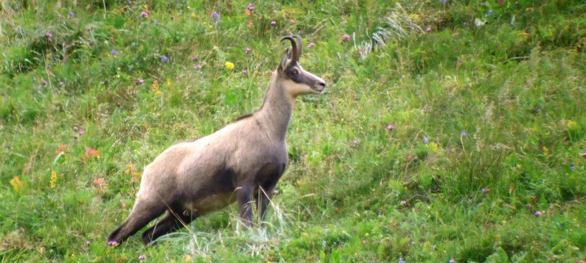 Super Besse - Chamois in the Sancy Natural Park