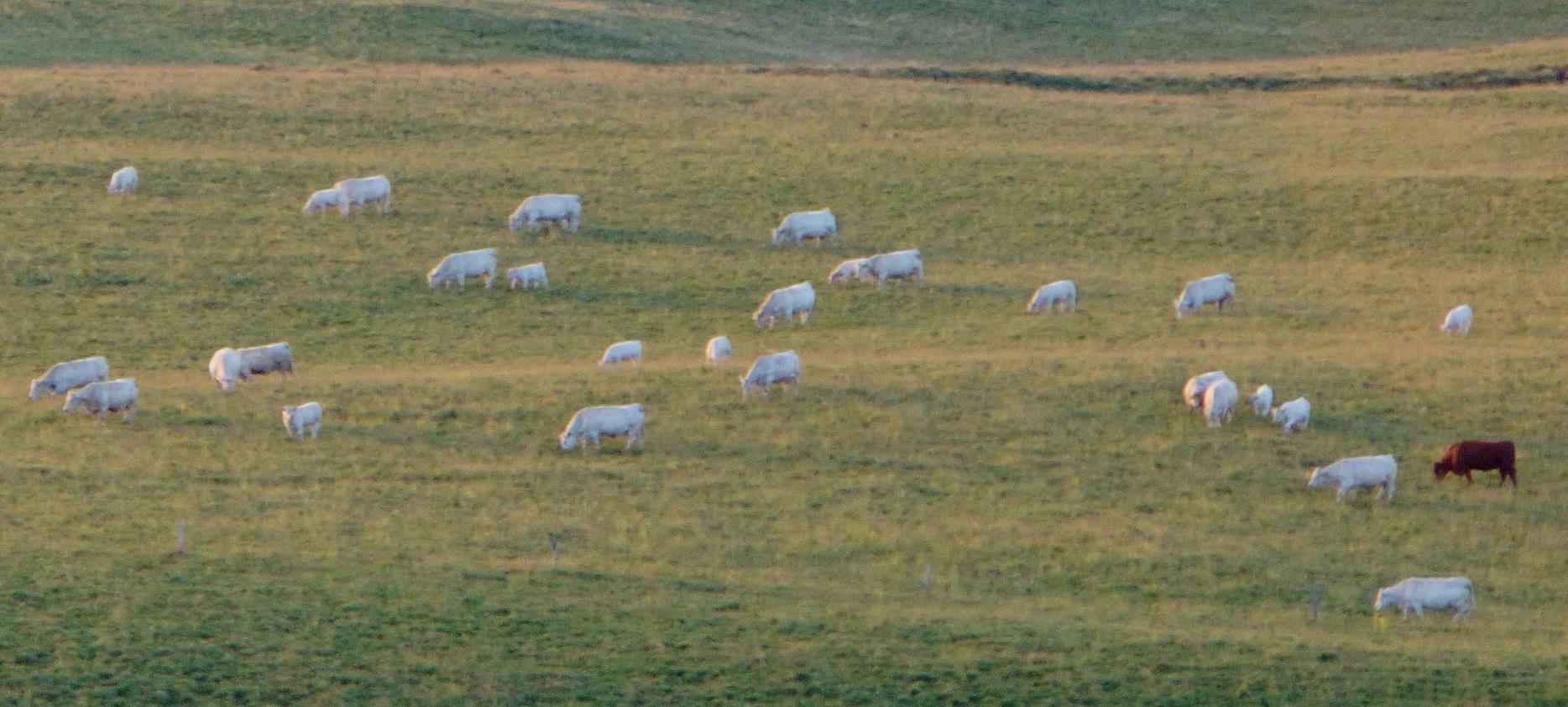 Super Besse- Sheep in the Sancy natural park