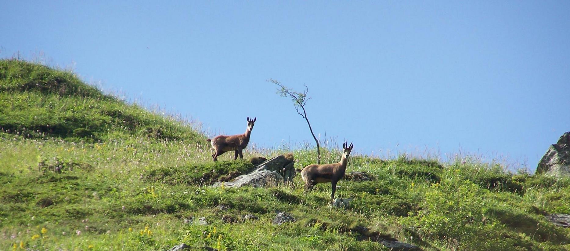 Super Besse - the wild fauna of the Sancy Natural Park
