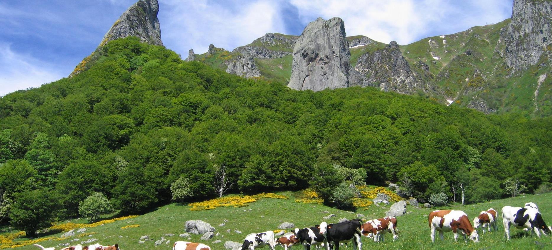Super Besse - Herd of cows under the Dent de la Rancune and the Crête du Coq