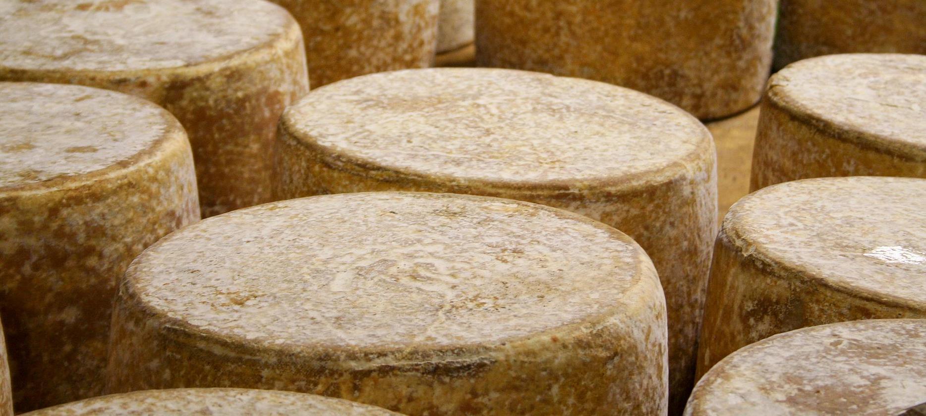 AOP Auvergne cheese - Aging of Cantal in the cellar