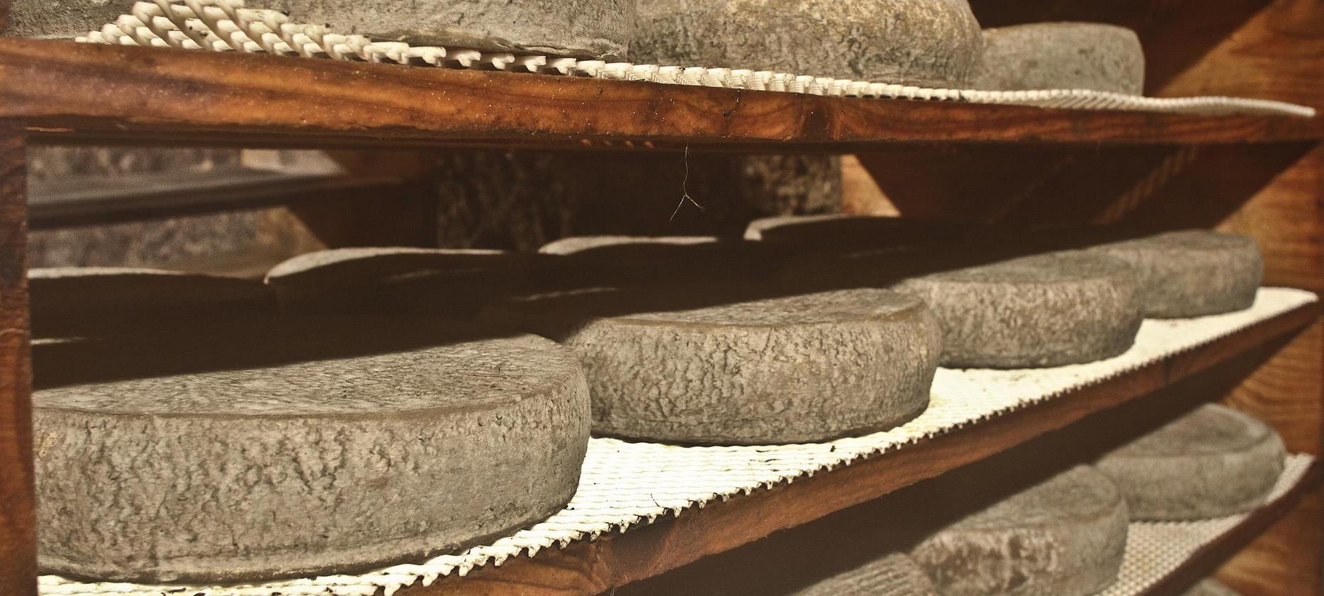 AOP Auvergne cheese - refining cellar of Saint Nectaire farmer