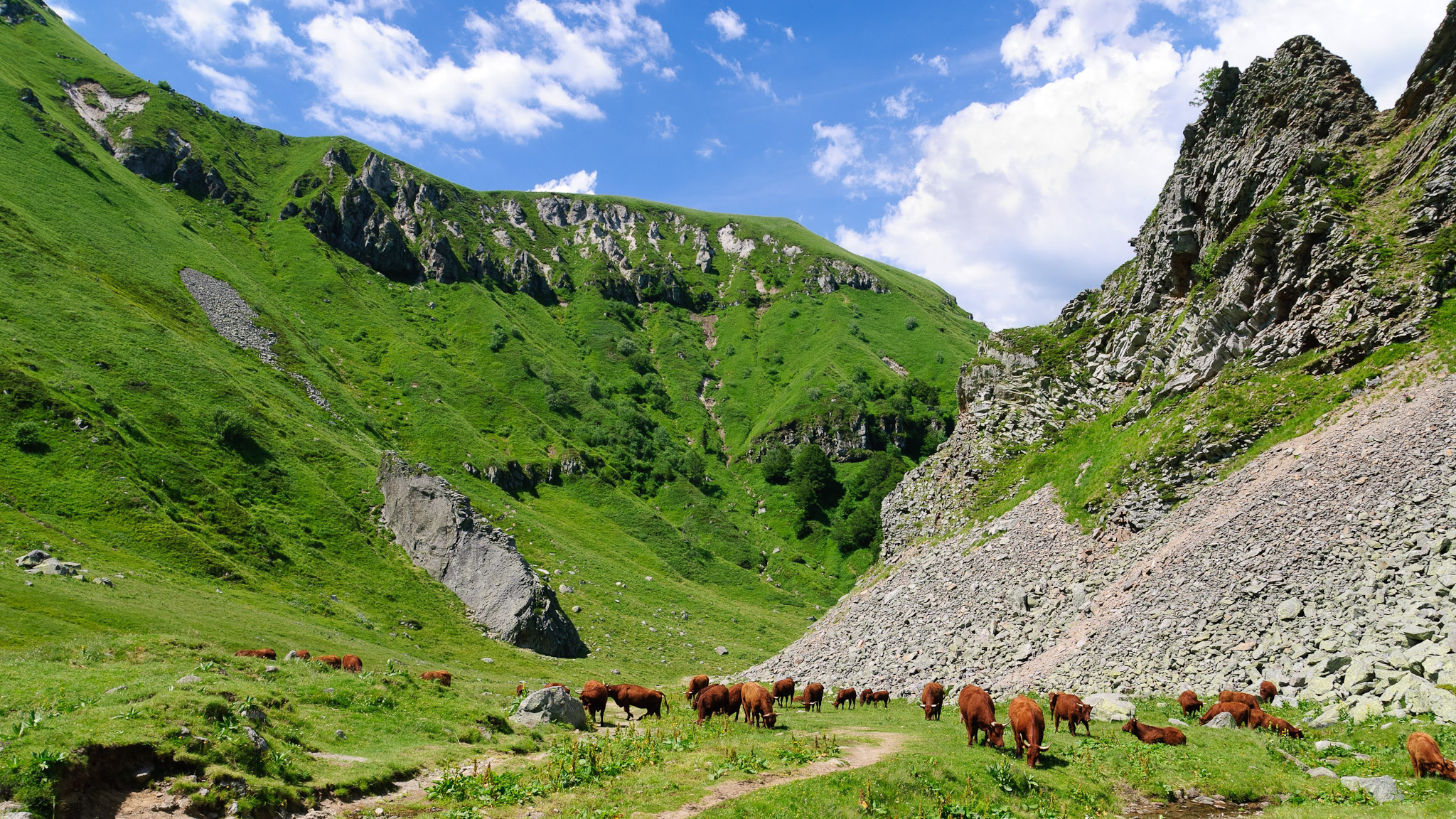 The Val de Courre and its cows in the mountain pastures of the Massif du Sancy in the heart of summer.