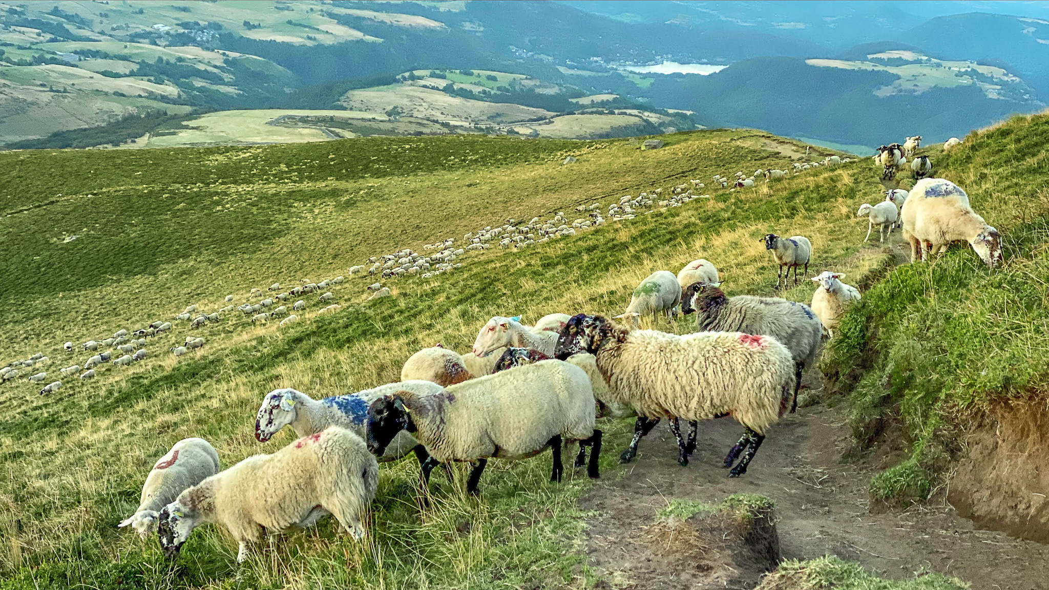 Col de la Croix Saint Robert, sheep in the mountain pastures
