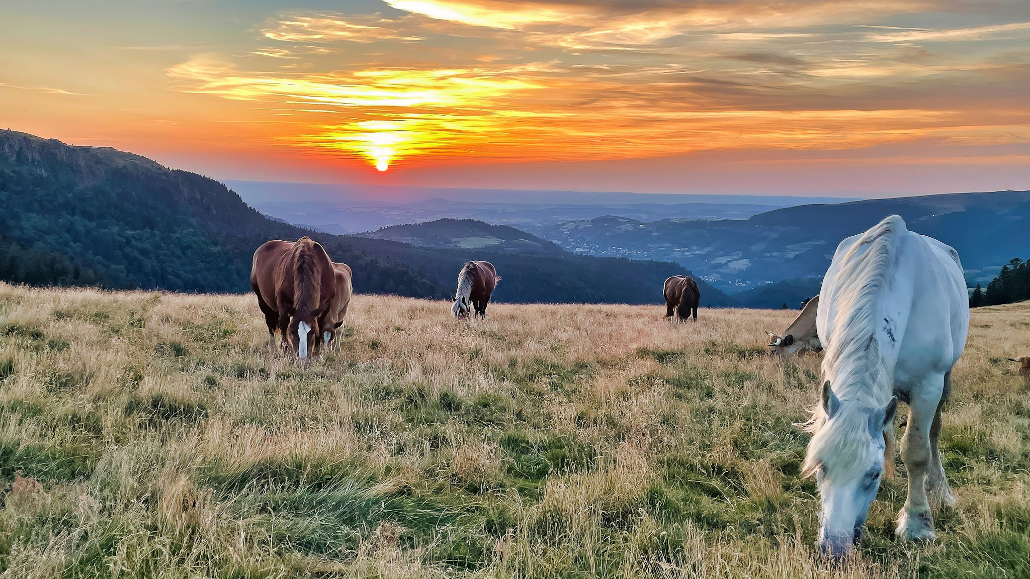 Chemin des Crêtes du Sancy, horses in the mountain pastures