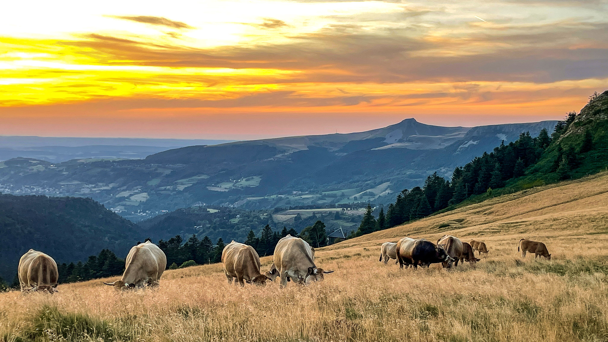 The Sancy Crest Trail, herds in the summer pastures