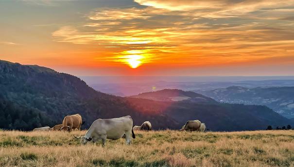 The summer pastures of the Massif du Sancy