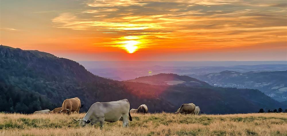 The summer pastures of the Massif du Sancy