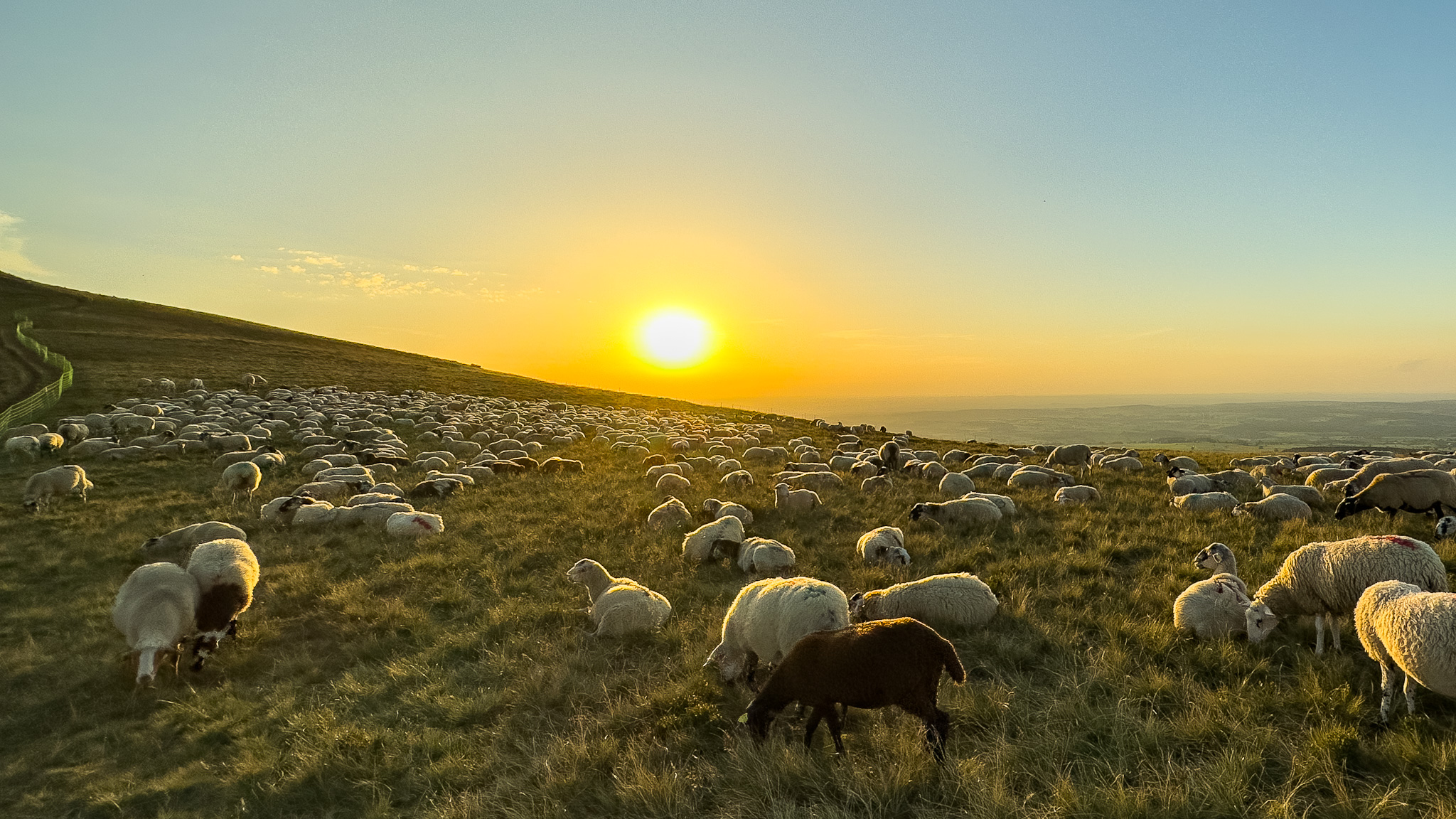 Sheep in the summer pastures of the Massif de la Banne d'Ordanche